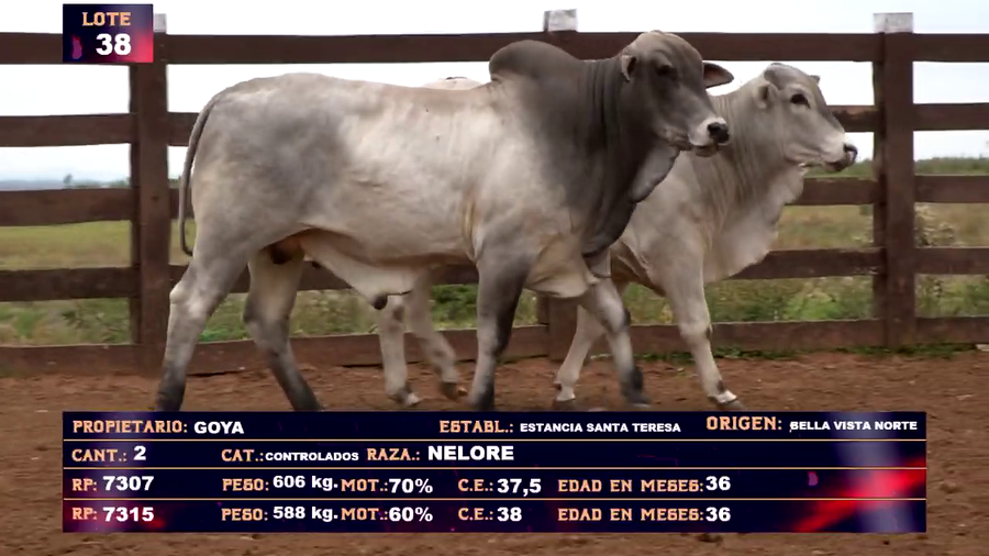 Lote GOYA  SA- LOTE 38