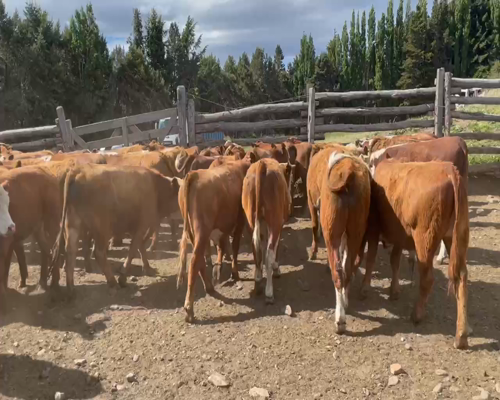 Lote 62 Novillo Engorda en Coyhaique, XI Región Aysén