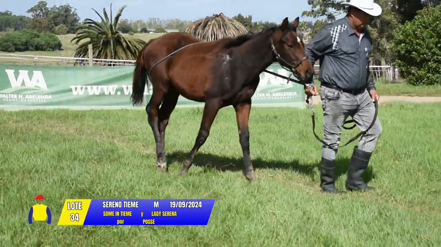 Lote SERENO TIEME