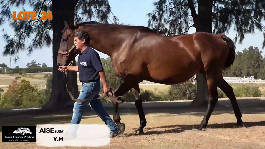 Lote SAUCE BERNAISE (USA)