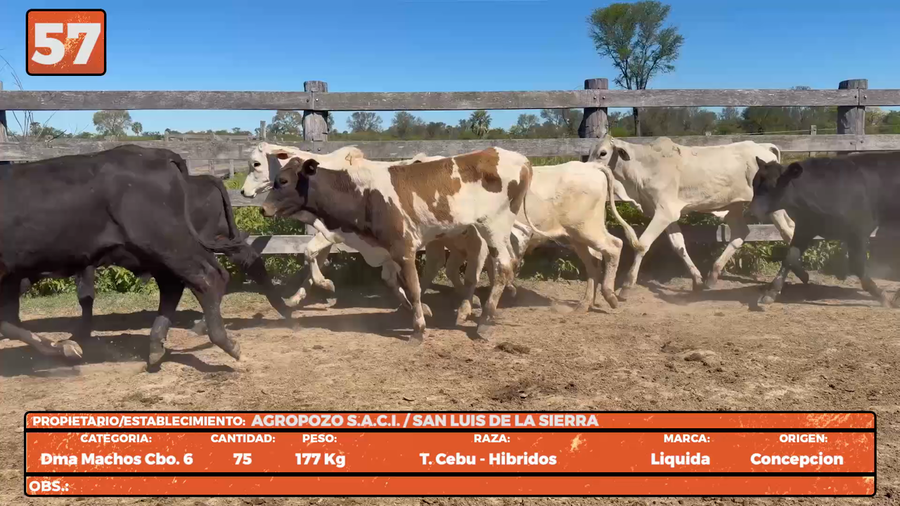 Lote LOTE 57