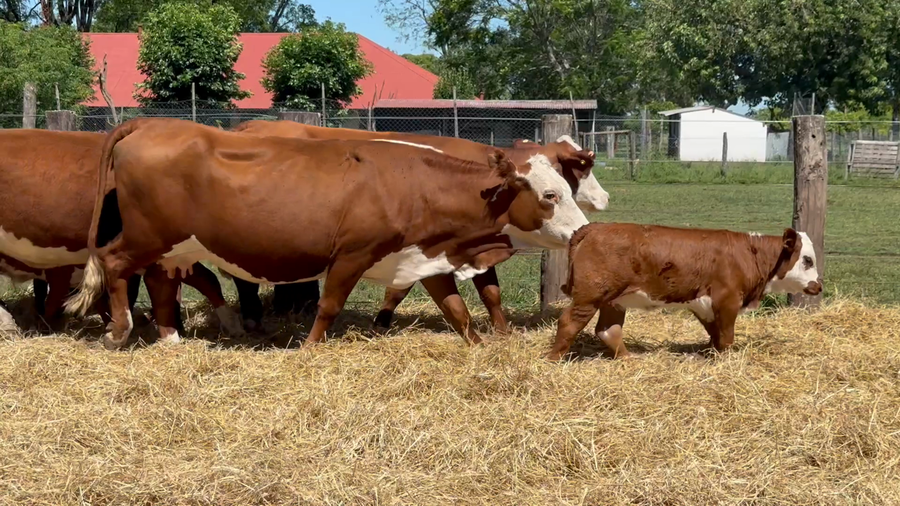 Lote 22 Vacas con Cría