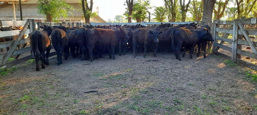 Lote 52 Vaquillonas en Gral. Lamadrid, Buenos Aires