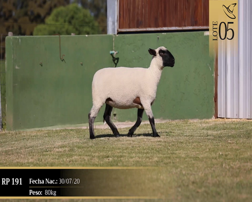 Lote Borregas a remate en Cabaña Las Brujas, San José