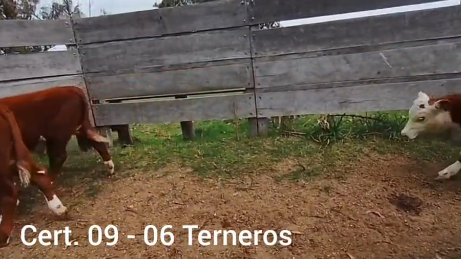 Lote TERNEROS