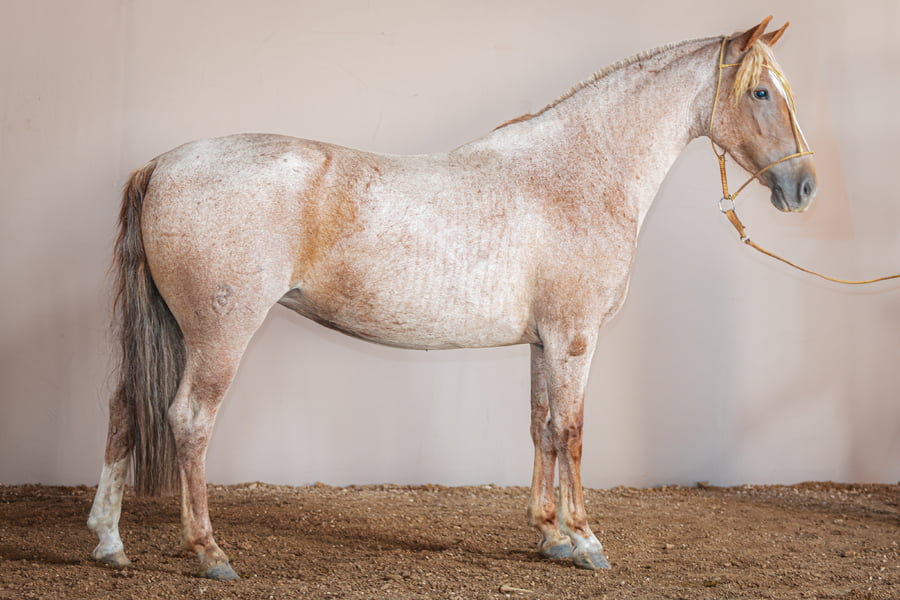 Lote Firmeza Dulce Promesa - Cabaña Santa Federacion
