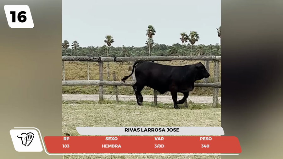 Lote LOTE 16- JUNIOR