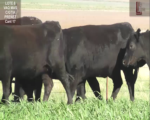 Lote VAQ. A. ANGUS NEGRAS MAS C/GTÍA DE PREÑEZ