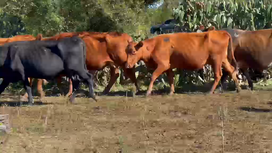 Lote 31 Vacas de invernar