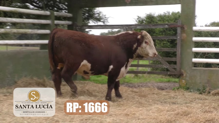 Lote Hereford