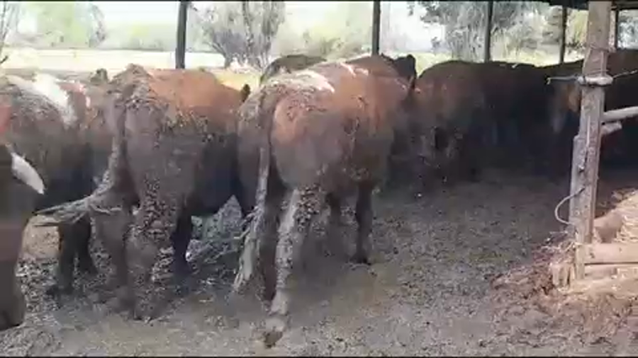 Lote 45 Novillo Gordo en Yerbas Buenas, VII  Región Maule