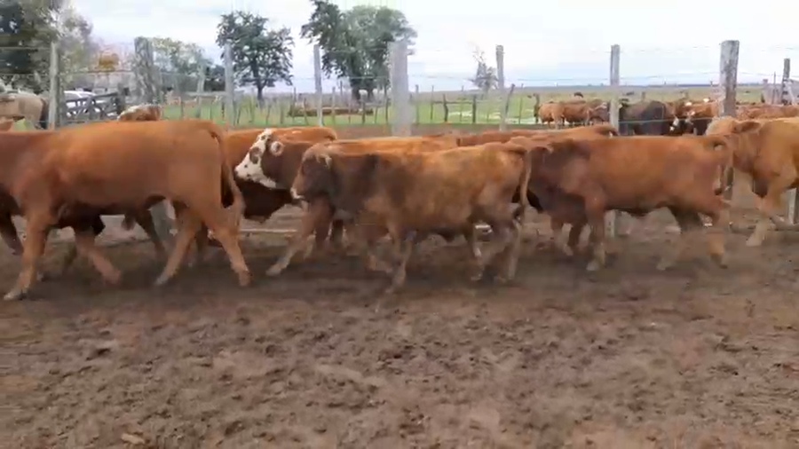 Lote 140 Terneros/as