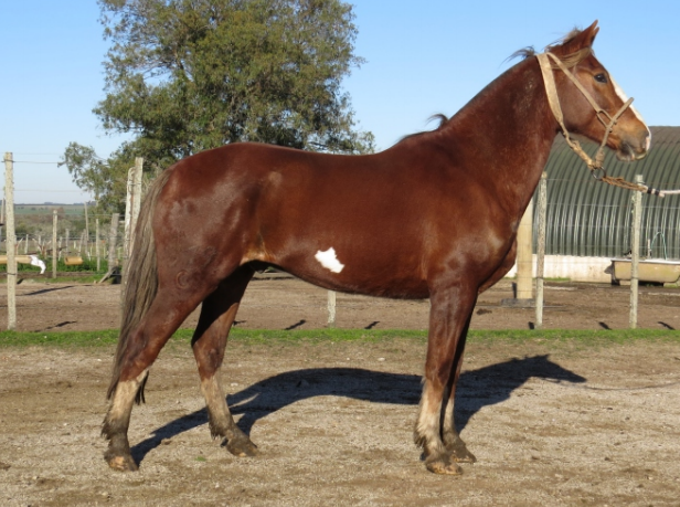 Lote PITUCO LA FLECHILLA