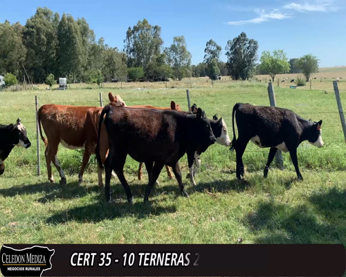 Lote 10 Terneras 3 BRANGUS,  3 AA X HE,  1 RA X HE,  3 RA X LI a remate en 12° Remate por Pantalla 235kg -  en - CASTRO, A 20 KM DE TRINIDAD