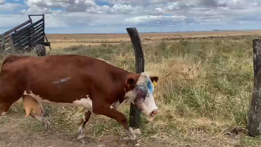 Lote 9 Vacas de invernar en Corrientes, Mariano I. Loza