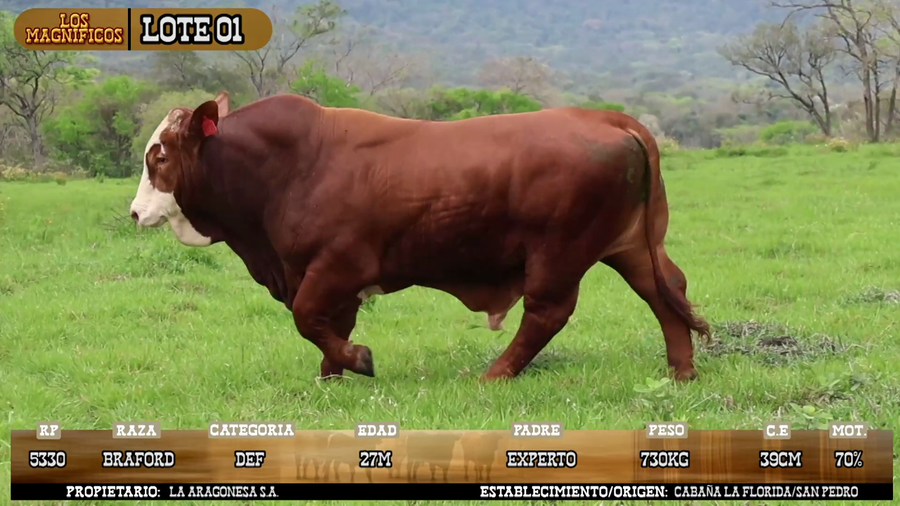 Lote LOTE 1