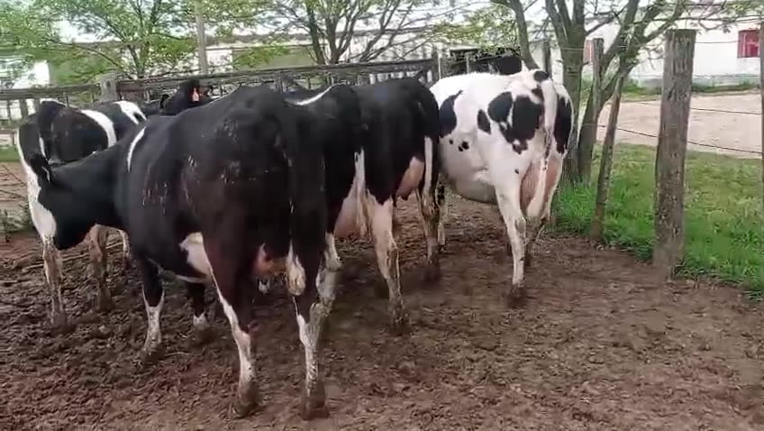 Lote 5 Vaquillonas  a remate en Pantalla Camy 550kg - , San José