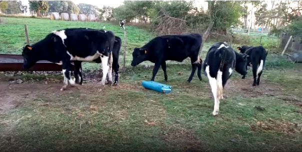 Lote 11 Terneros en Colonia