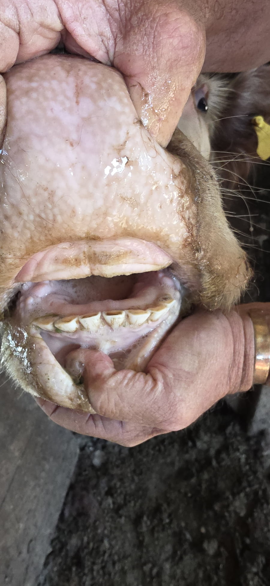 Lote 40 Vacas preñadas en Chajari - ER