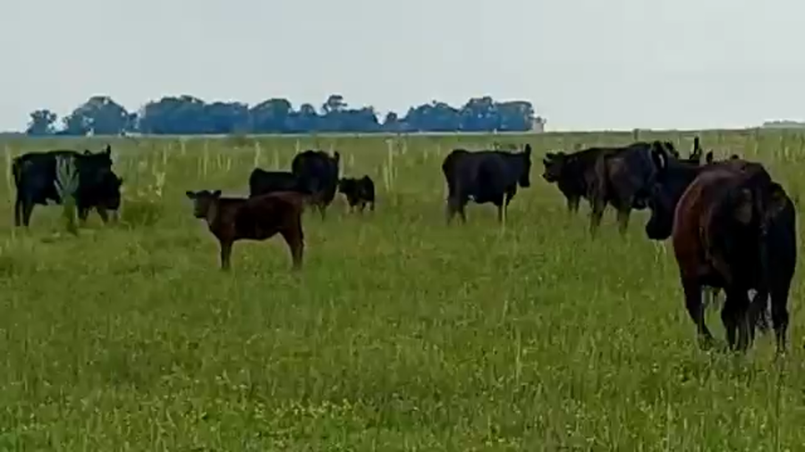 Lote 70 Terneras en Dolores, Buenos Aires