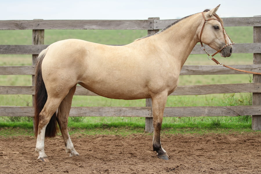 Lote Lluvia de los Recuerdos