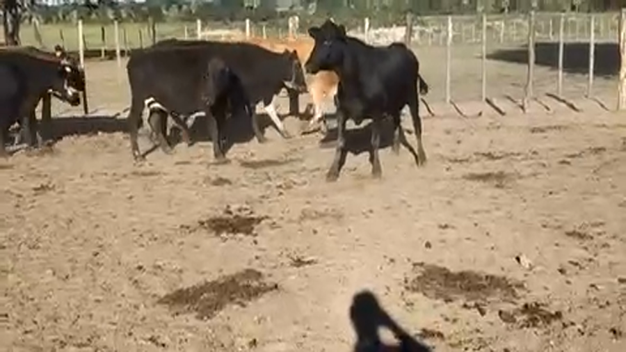 Lote 55 Vacas de invernar en Formosa, Formosa