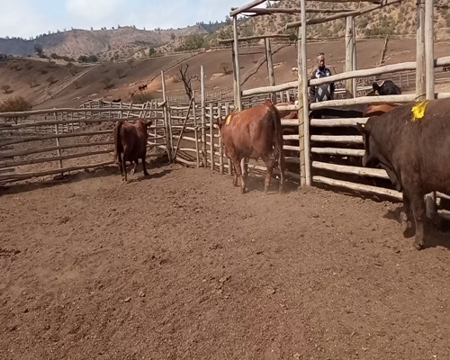 Lote 20 Torete en Melipilla, Región Metropolitana