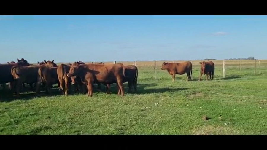 Lote 53 Vaquillonas C/ gtia de preñez en Pila, Buenos Aires