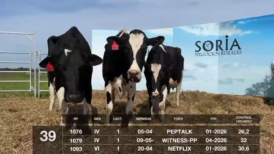 Lote VACAS EN PRODUCCIÓN PREÑADAS