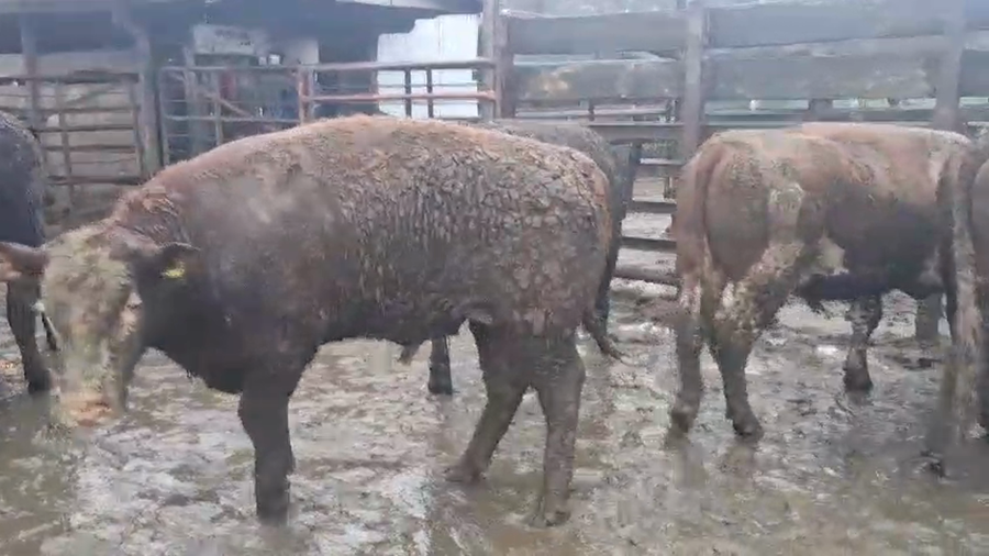 Lote 20 Novillo Gordo en Los Ángeles, VIII Región Biobío