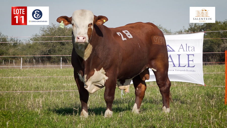 Lote LOTE 11 - TORO BRAFORD NO. 28