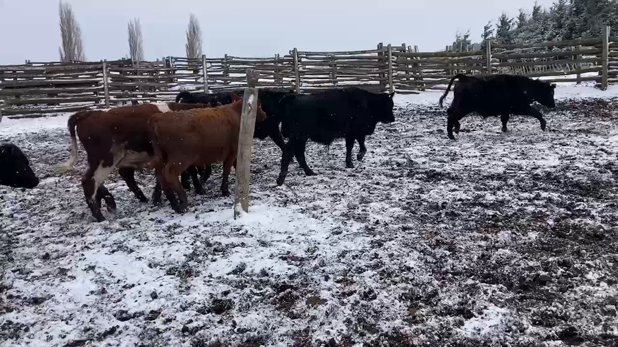 Lote 60 Ternero en Coyhaique, XI Región Aysén