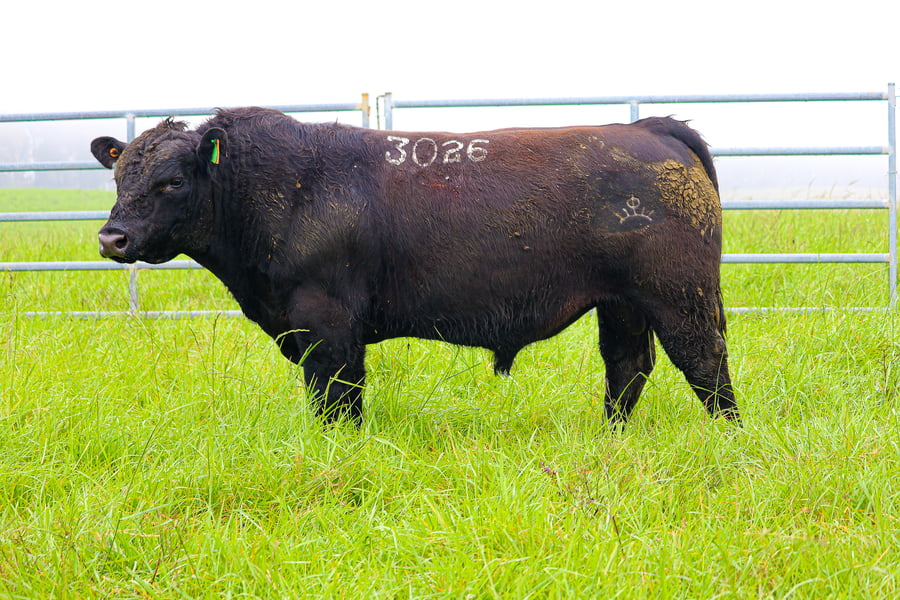 Lote ABERDEEN ANGUS SA - Angus NEGROS