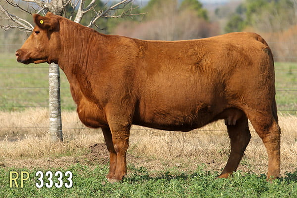 Lote 3 VACAS PREÑADAS PURAS DE PEDIGREE