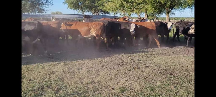 Lote 50 Novillitos y vaquillonas en Entre Ríos, Villaguay