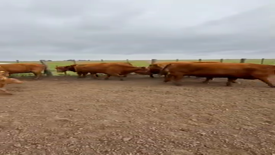 Lote Vaquillonas Preñadas Campos La Negrita