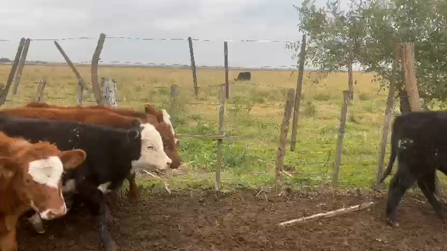 Lote 100 Terneros en 25 de Mayo, Buenos Aires