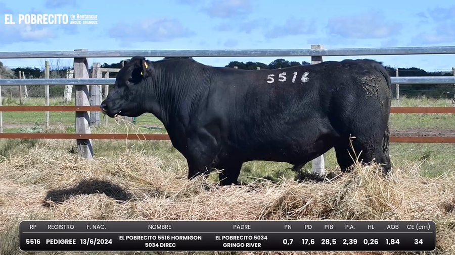 Lote Toros Angus