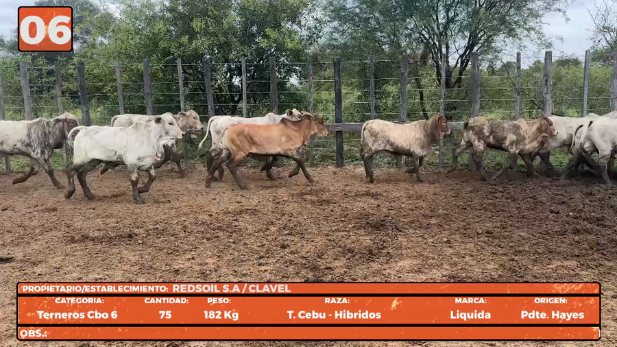 Lote LOTE 6