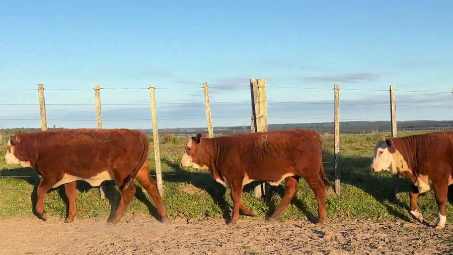 Lote Terneras
