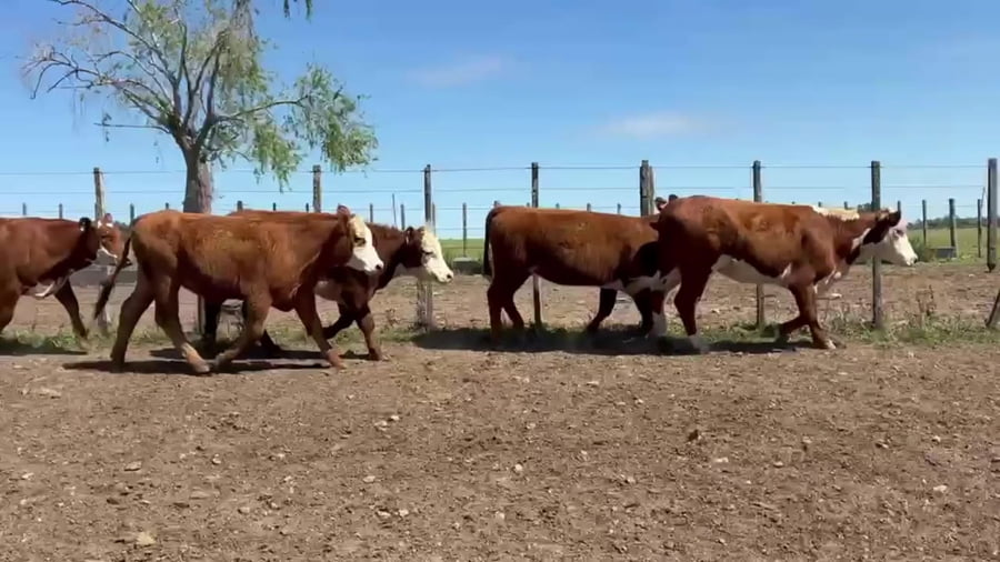 Lote 18 Vaquillonas 1 a 2 años 15 BRAFORD. 2  RAXBR,  1 CRUZABR a remate en Expo Campanero 284kg -  en OMBUES