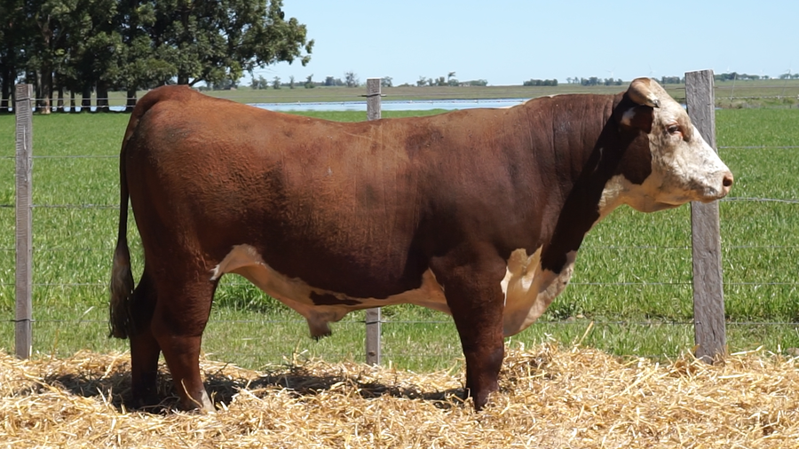 Lote 3 Toros a remate en 22º Remate Anual La Magdalena, Salto