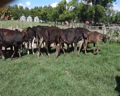 Lote 15 Terneros de Recría