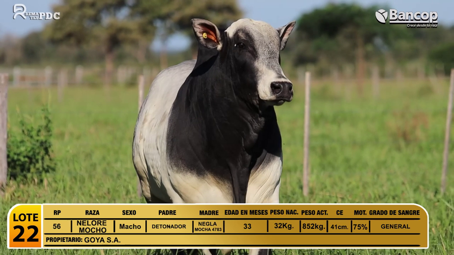 Lote Toros NELORE MOCHO a remate en Jueves 29 de mayo- Remates PDC, Amambay