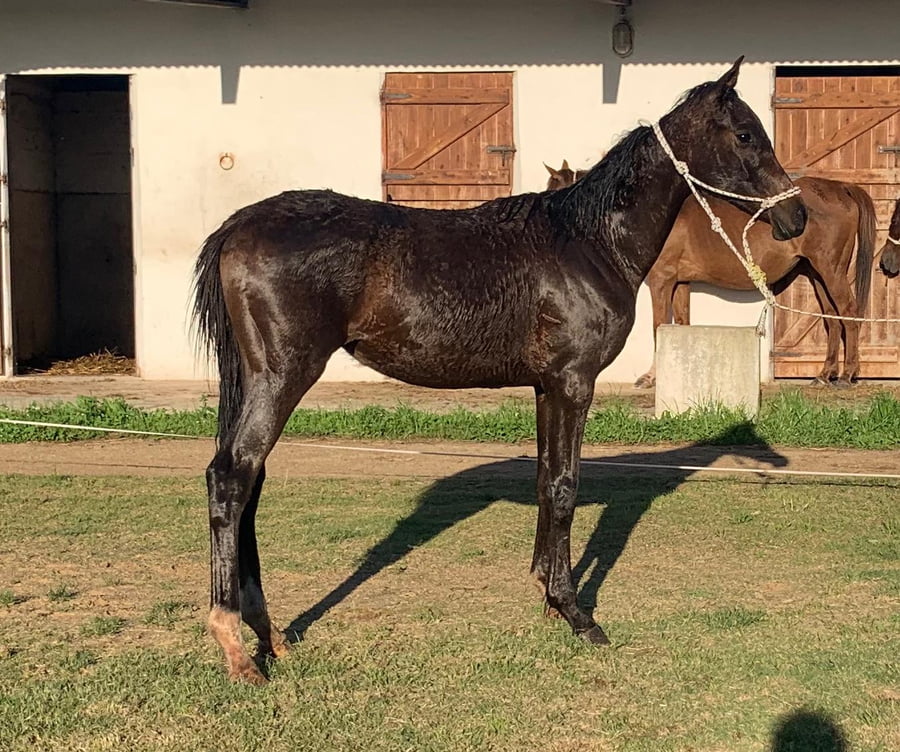 Lote HDT BATIPRINCESA