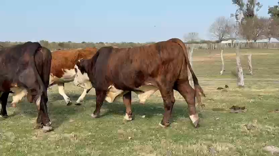 Lote 18 Faena en Corrientes, Curuzu Cuatia