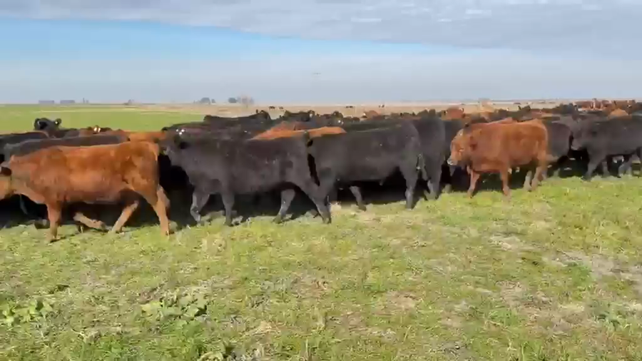 Lote 140 Terneros en Entre Ríos, San Salvador
