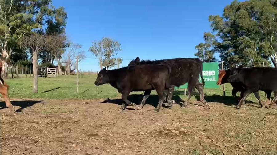 Lote 50 Terneros/as en Azul