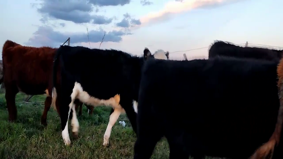 Lote 60 Terneros/as en Olavarria