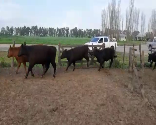 Lote 85 Terneros en Cañuelas, Buenos Aires